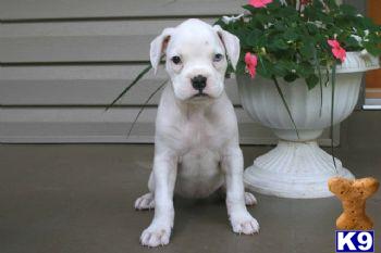 Boxer Puppies for Sale